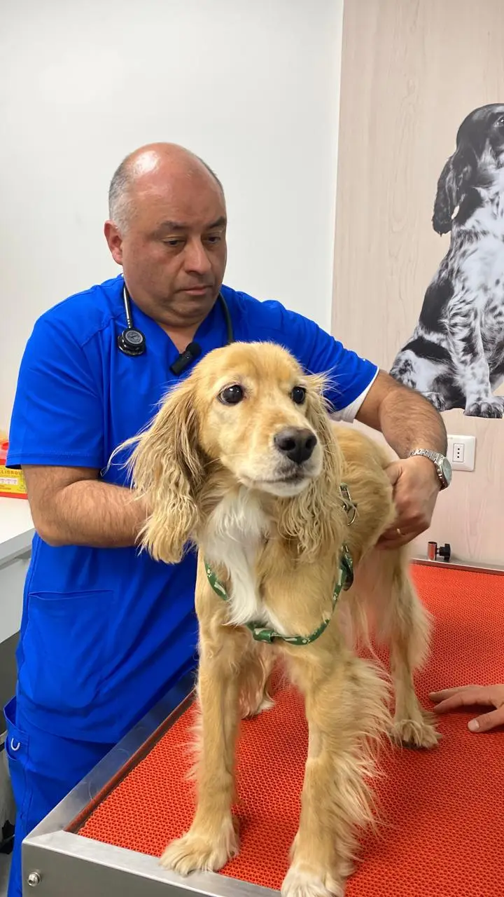 Médico veterinario de SocialVet atendiendo a un perro