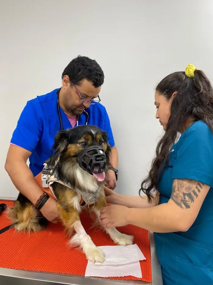 Equipo de SocialVet atendiendo una urgencia veterinaria